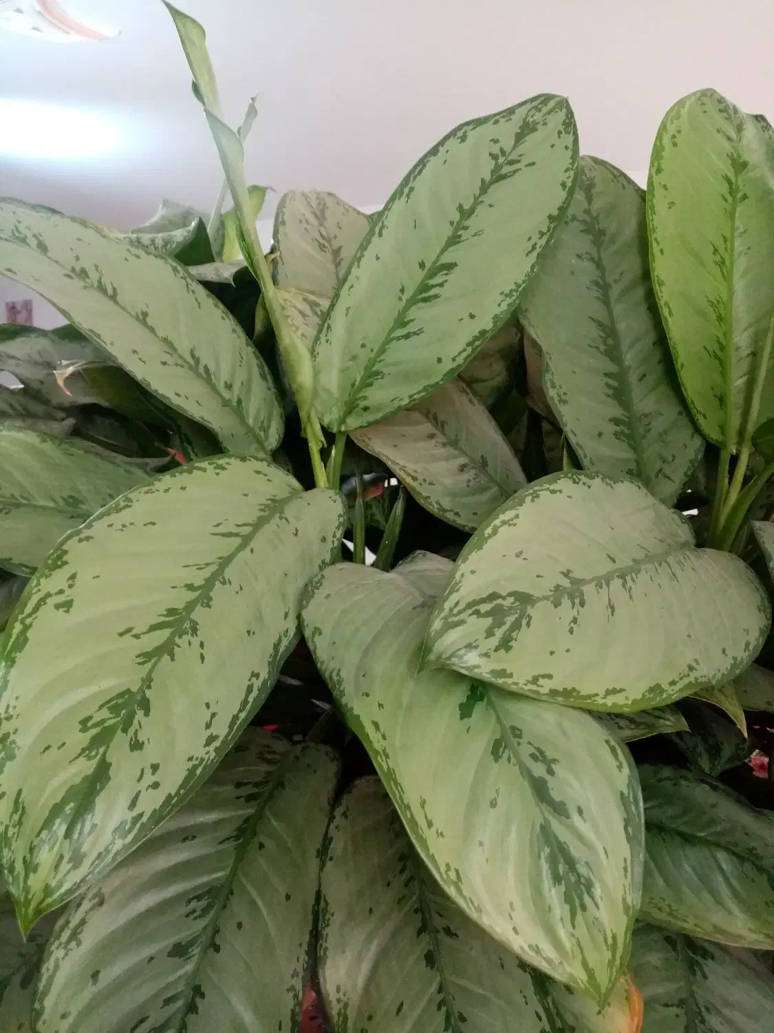 گل و گیاه|گل و گیاه طبیعی|نیشابور, گنبد سبز|دیوار