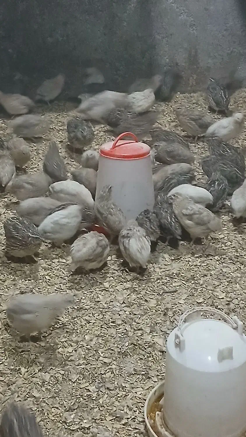 بلدرچین ۵۰روزه گوشتی و تخم گزار|حیوانات مزرعه|لوندویل, |دیوار