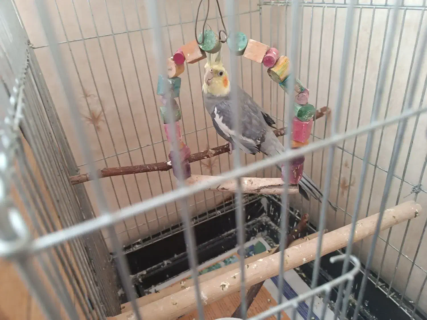 عروس هلندی نر نیمه رام|پرنده|قدس, شهرقدس|دیوار