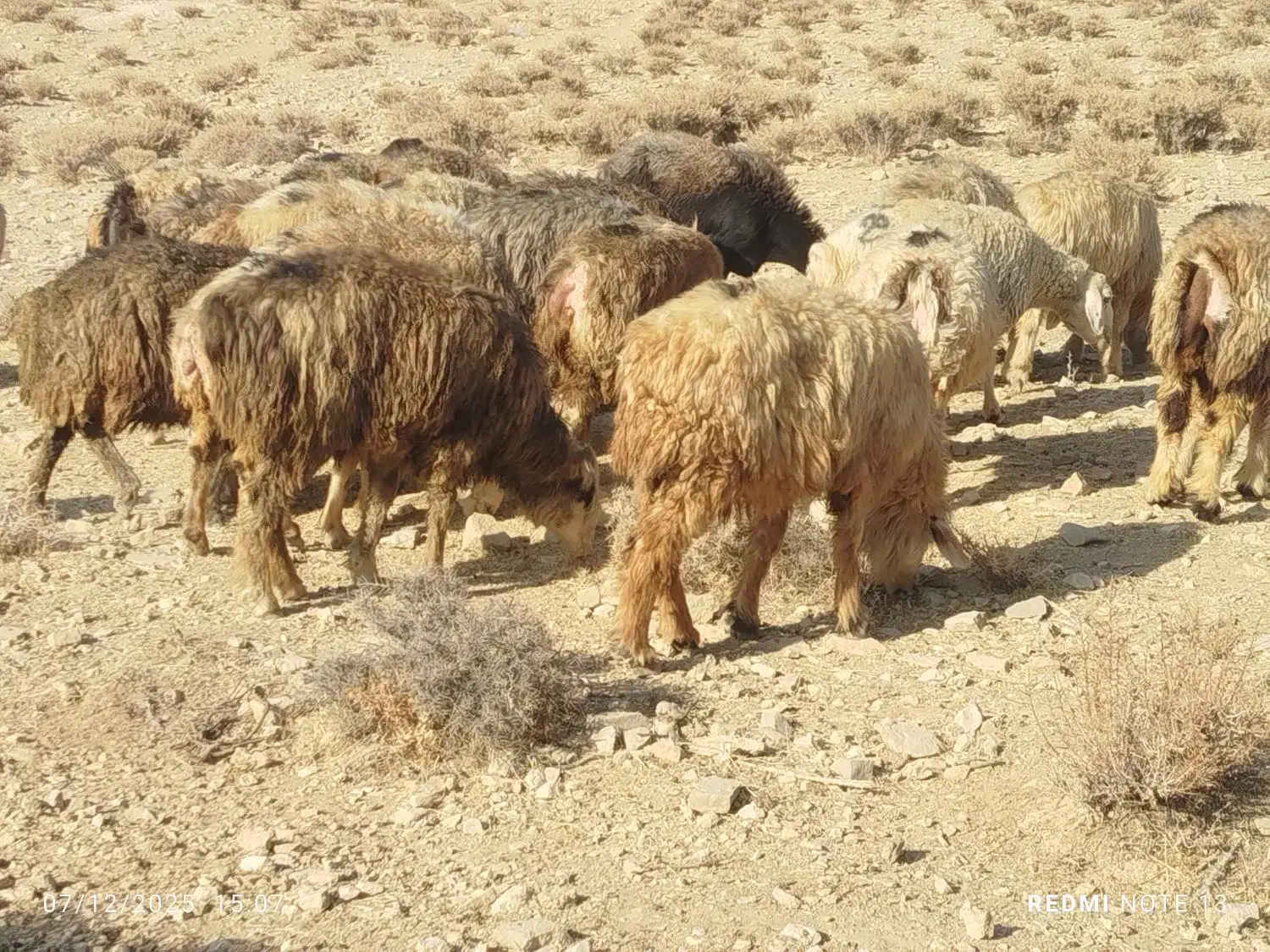 52راس گله میش آبستن وبردار ترکی|حیوانات مزرعه|شیراز, محمدیه|دیوار