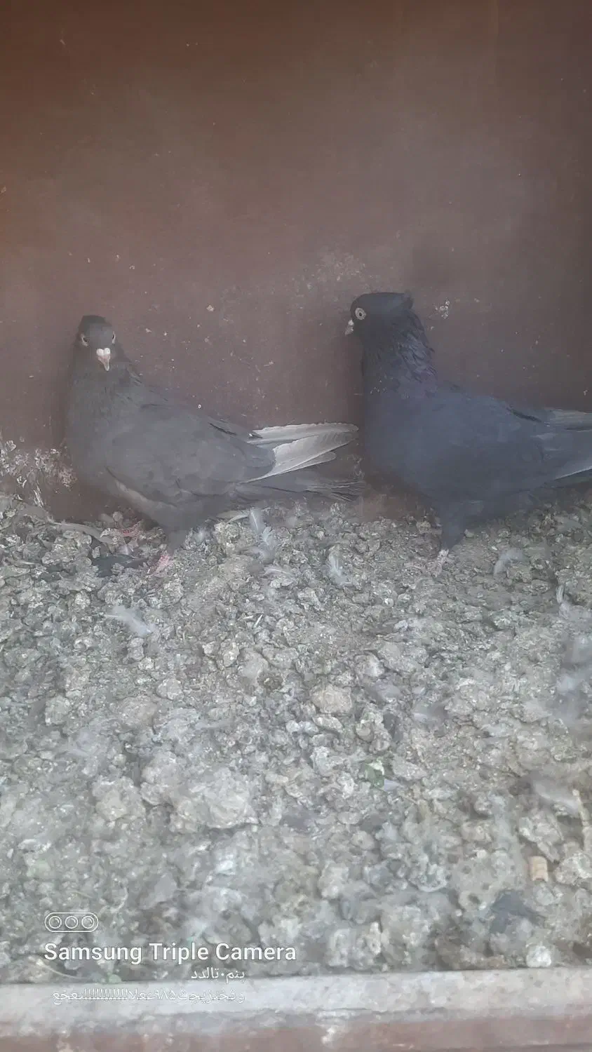 کبوتر سیاه سرکه ای|پرنده|مرودشت, کناره|دیوار