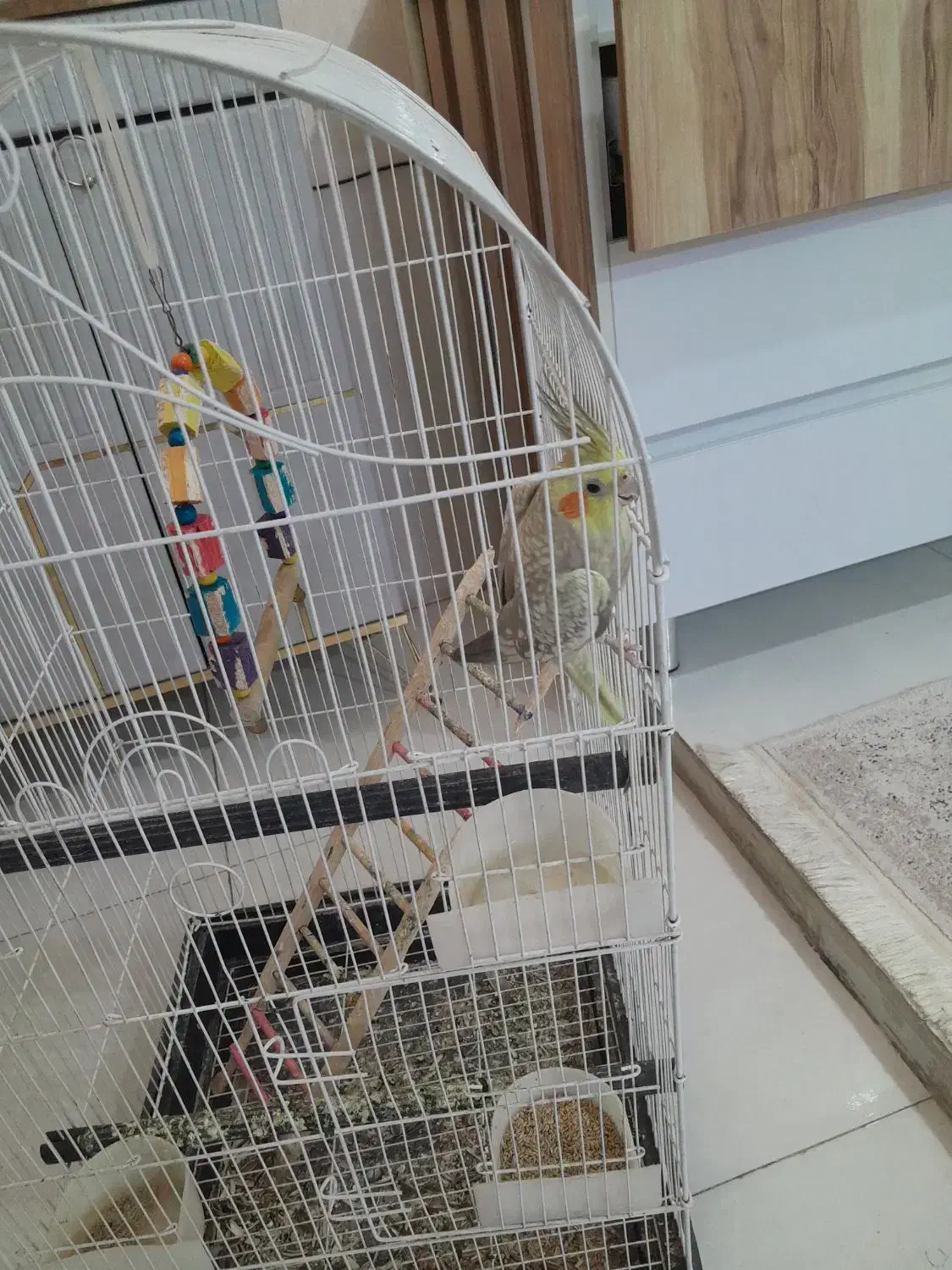 عروس هلندی ماده با قفس|پرنده|قدس, شهر‌قدس|دیوار