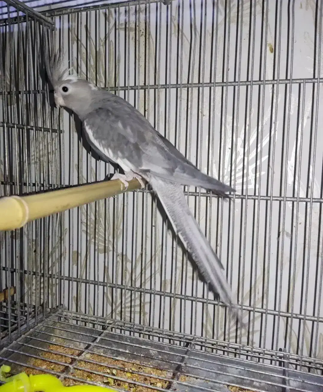 عروس ماده وایت فیس|پرنده|محمدیه-قزوین, |دیوار