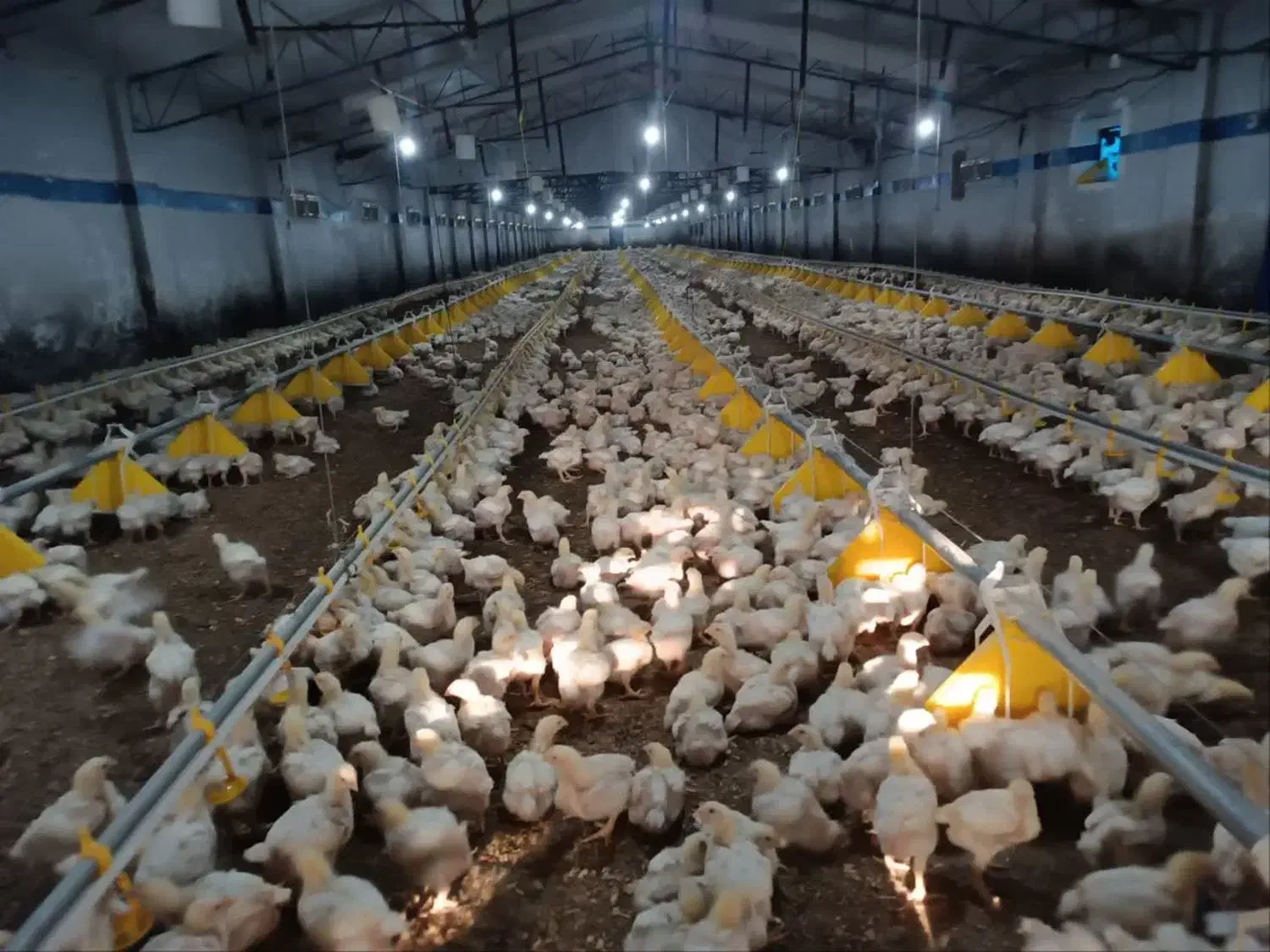 فروش مرغداری اتوبان مشهد قوچان حاشیه اتوبان|فروش دفتر صنعتی، کشاورزی، تجاری|آبکوه, |دیوار