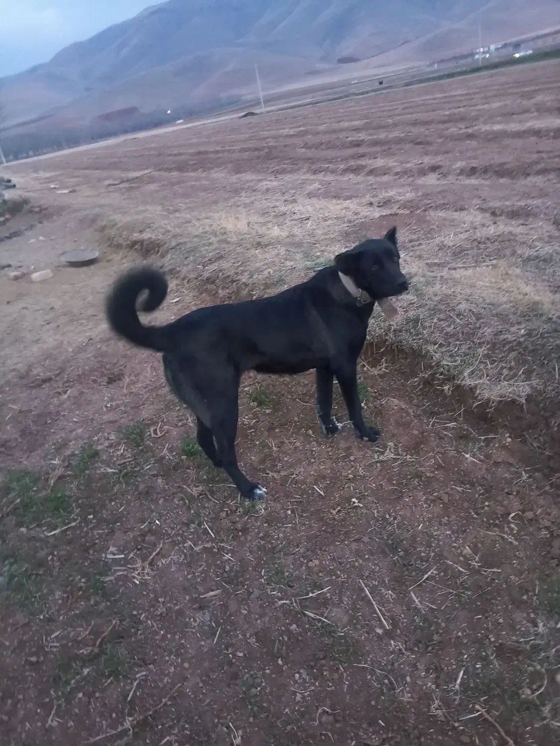 سرابی|سگ|کنگاور, |دیوار