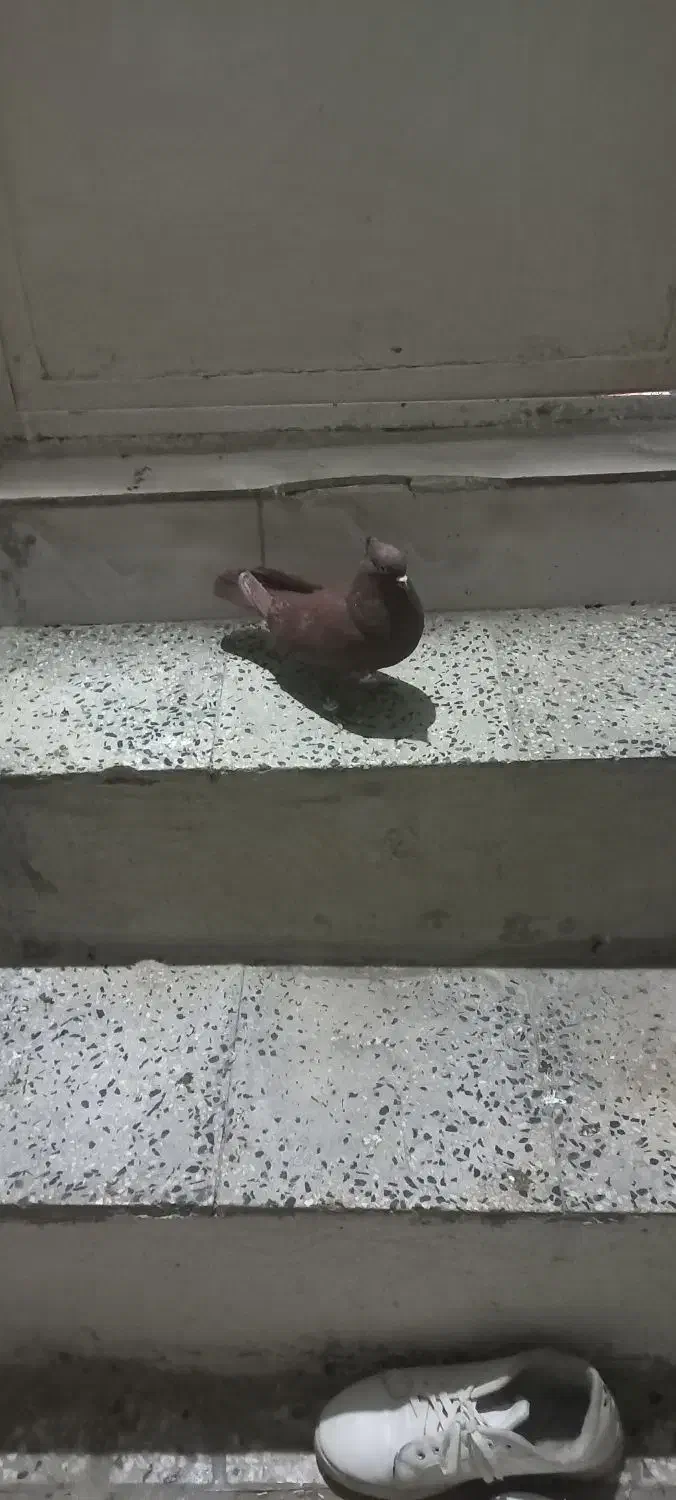 نر سرخ بدون عیب|پرنده|بروجرد, |دیوار