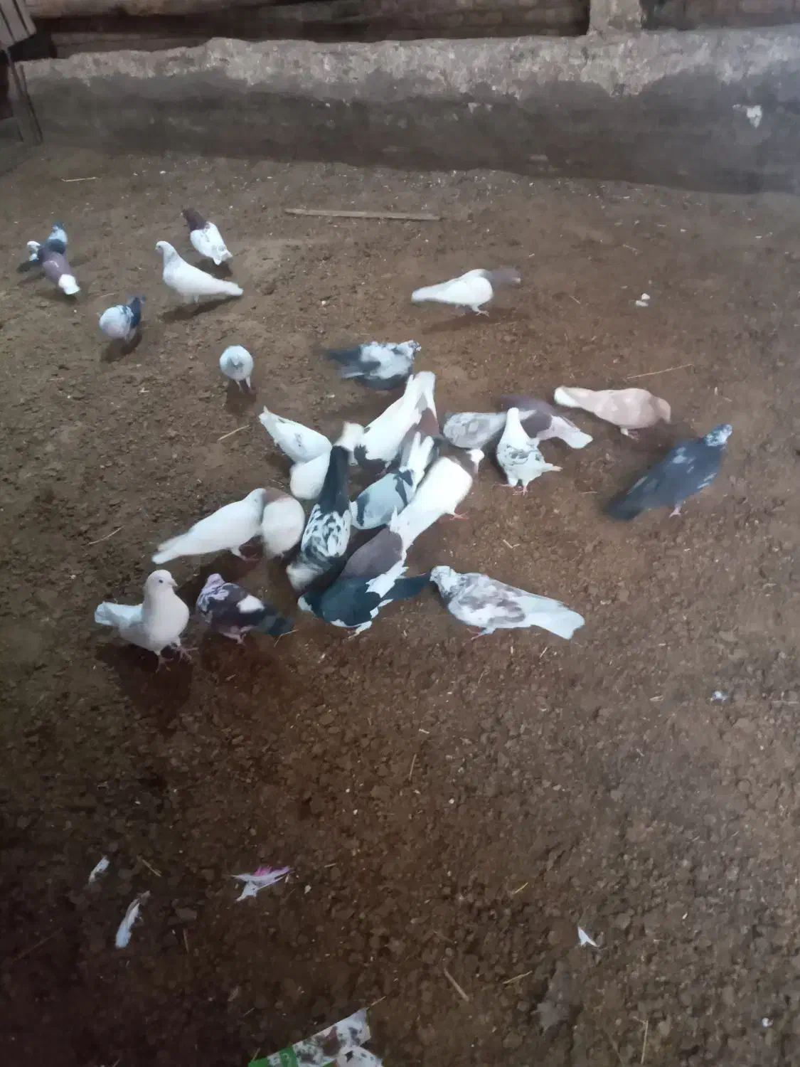 کفتر|پرنده|مهربان, |دیوار