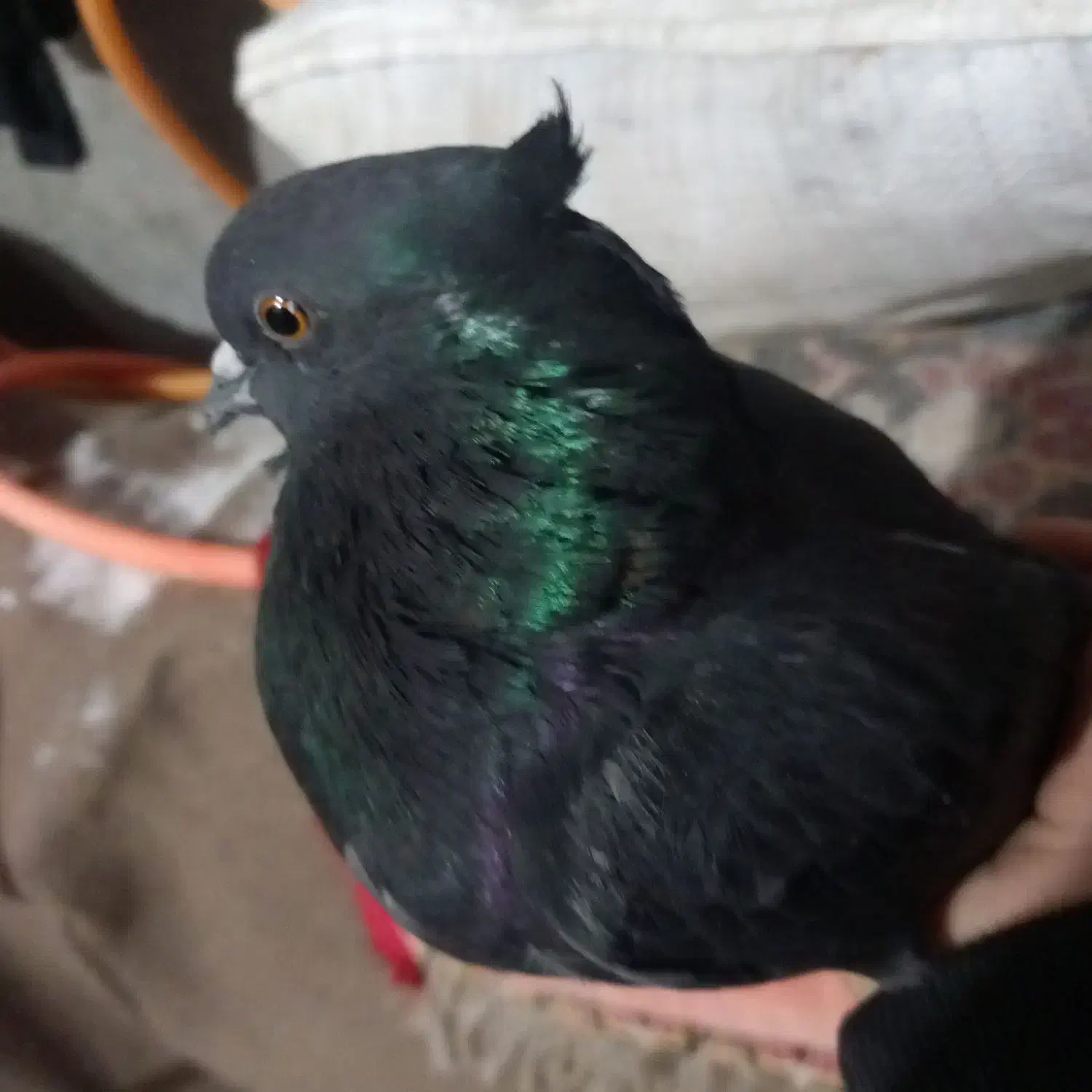 قیمت مقطوع|پرنده|هشترود, |دیوار