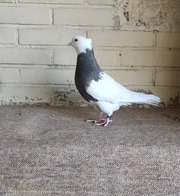 کبوتر طوقی نر سرکه ای|پرنده|فولادشهر, B1|دیوار