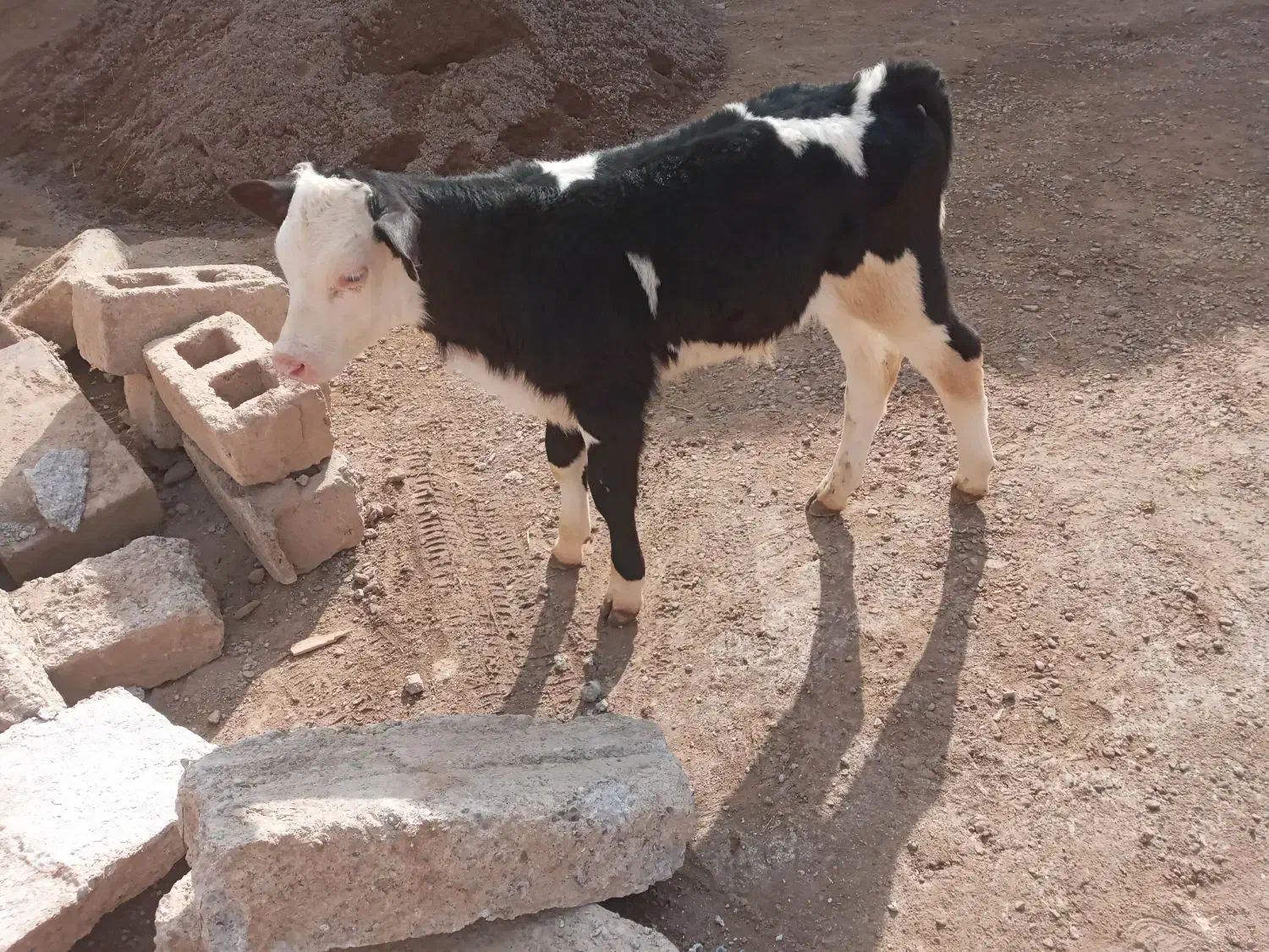 دو عدد گوساله سیمینتال|حیوانات مزرعه|مهربان, |دیوار