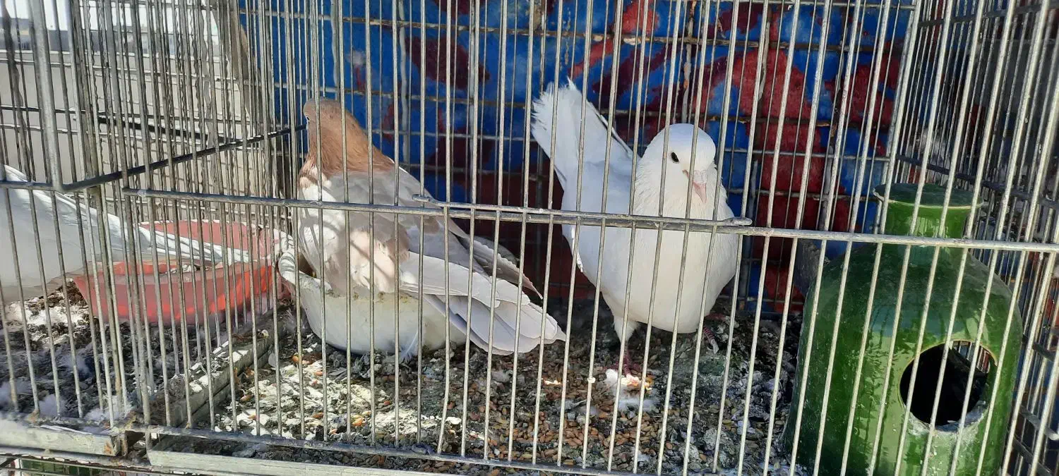 گنجه بری حیون پرشی|پرنده|گلستان (تهران), |دیوار