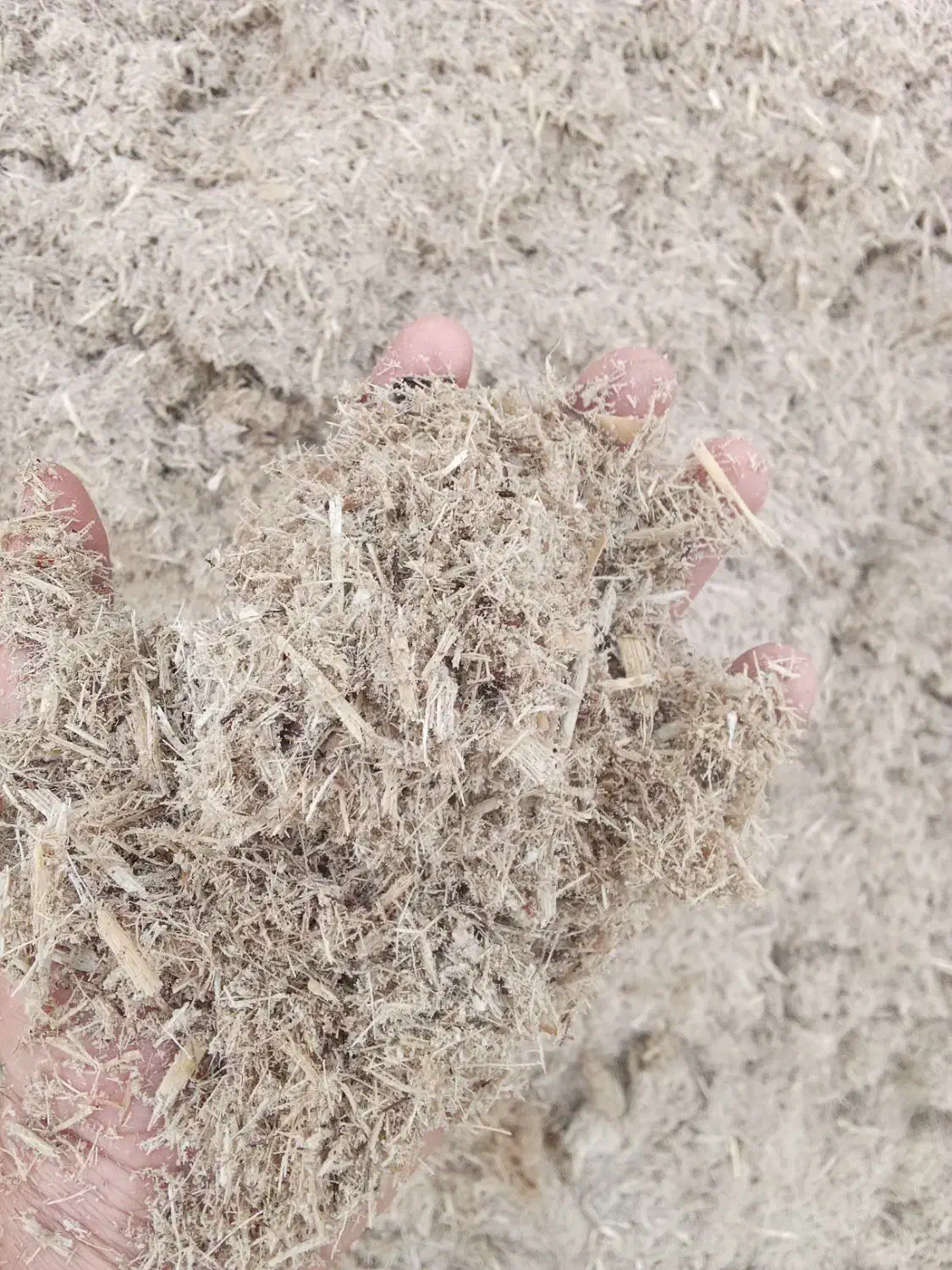 کاه نیشکر|حیوانات مزرعه|فیروزآباد (لرستان), |دیوار