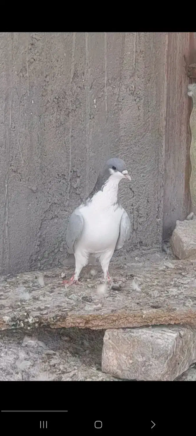 کبوتررنگی|پرنده|تاکستان, |دیوار