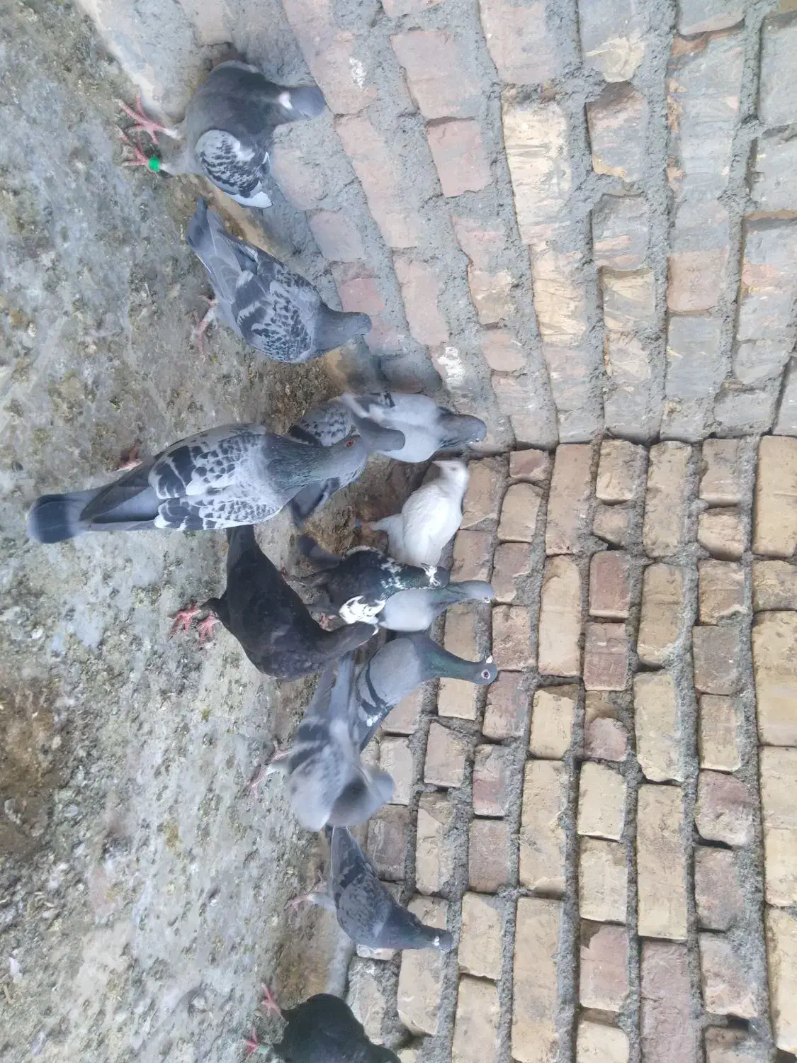 کفتر|پرنده|بیرجند, |دیوار