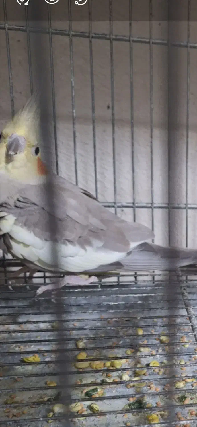 گمشده|حیوانات|نظرآباد, نظرآباد|دیوار