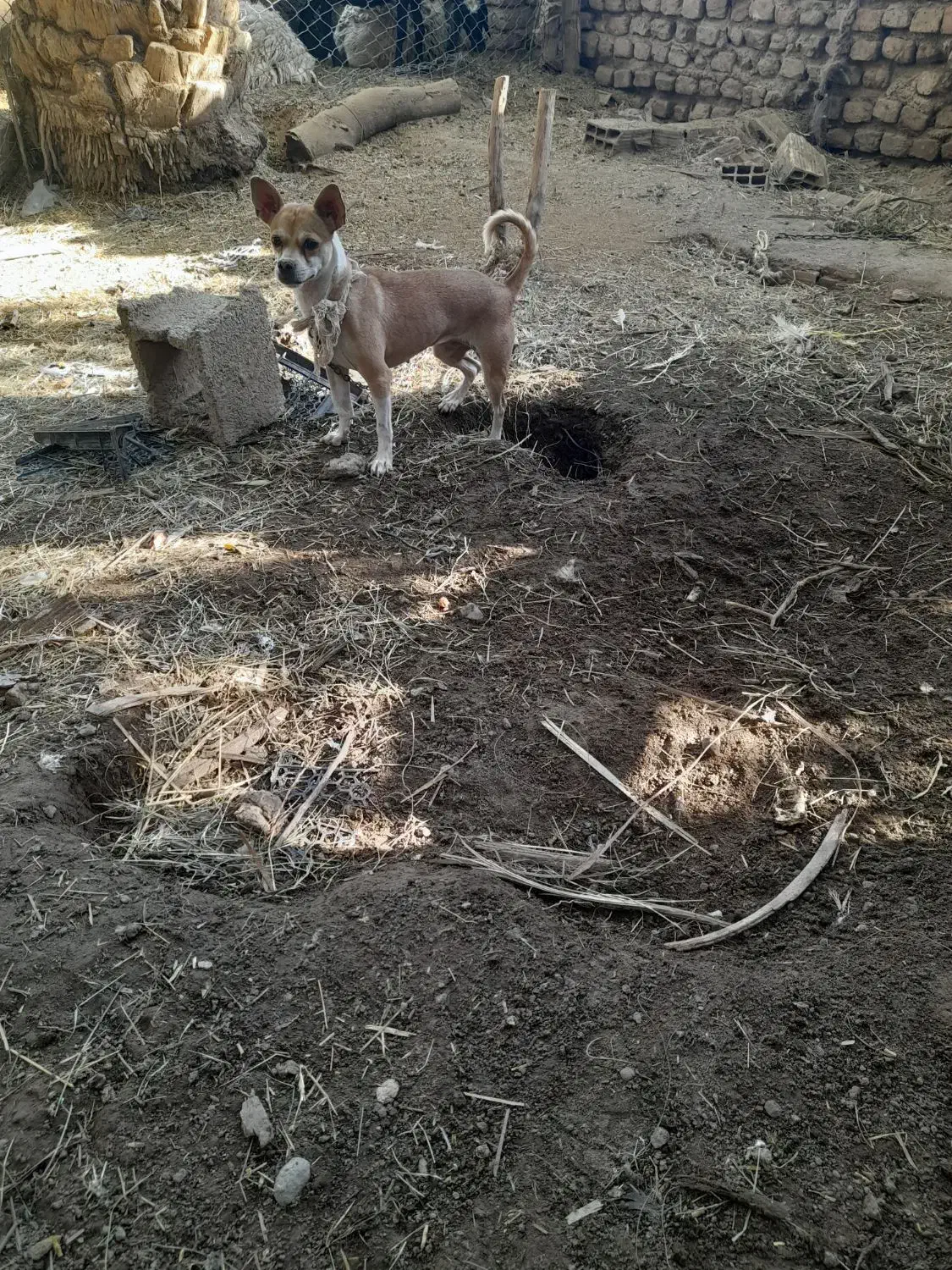 سگ پاکوتاه|سگ|بم, |دیوار