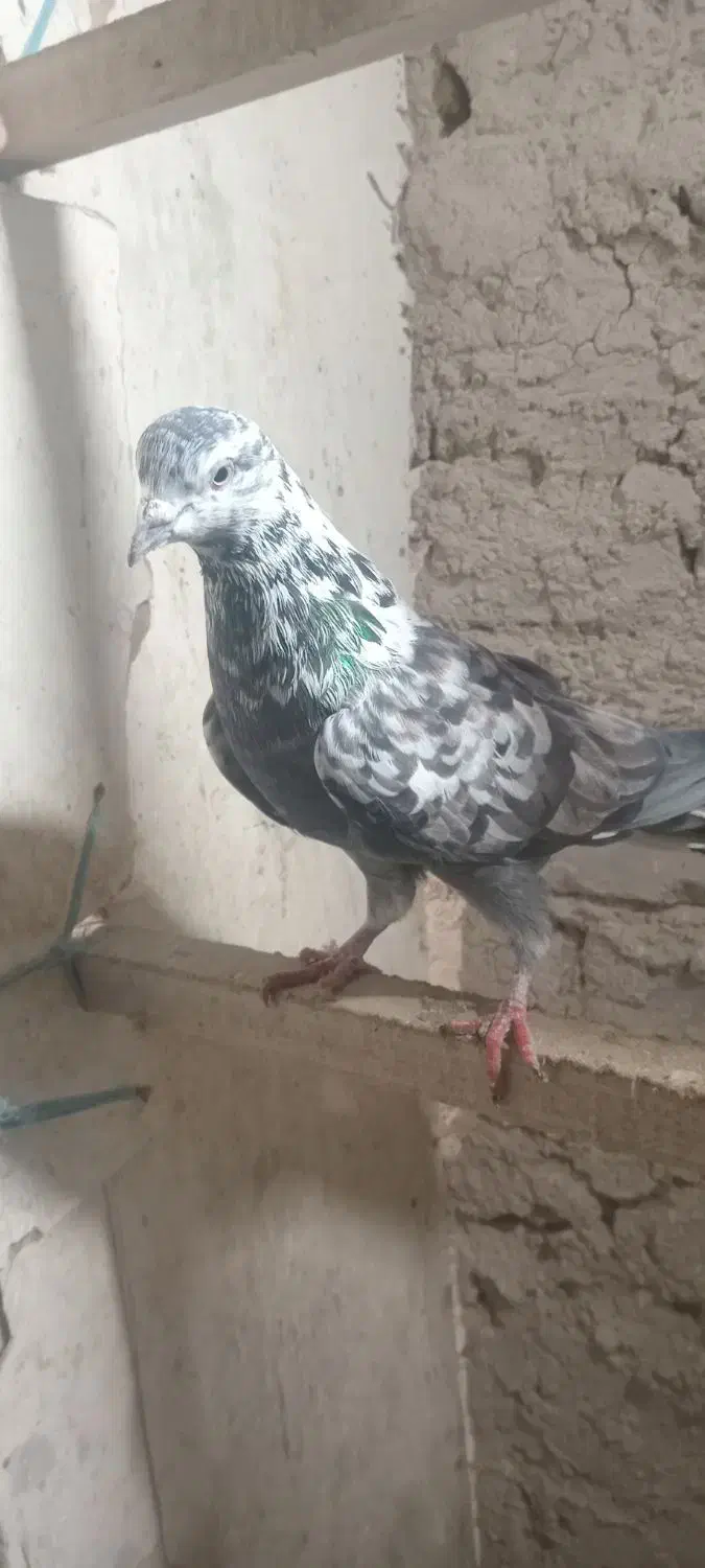 کفتر کبوتر پرشی|پرنده|کمیجان, |دیوار