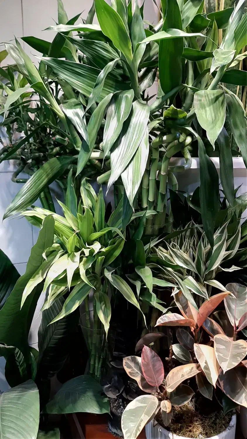 بامبو/بامبو تایلندی/رومیزی/گل آپارتمانی|گل و گیاه طبیعی|فردیس, فردیس|دیوار