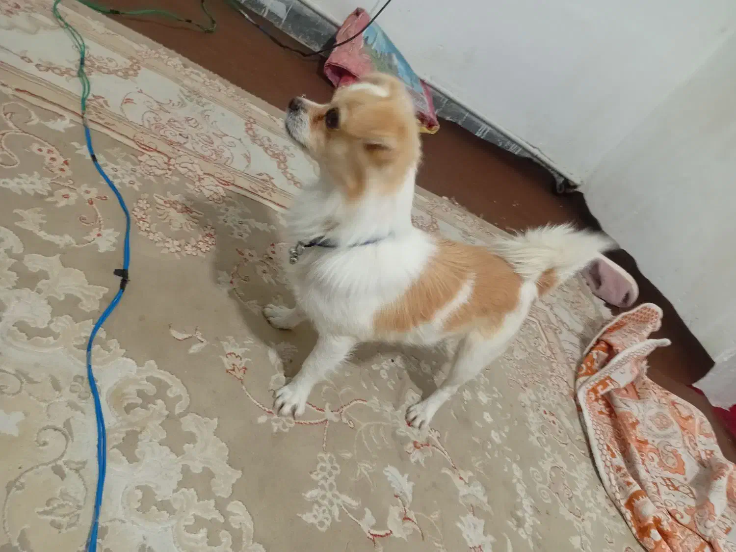 فروش و معاوضه|سگ|پاکدشت, پاکدشت (مامازند)|دیوار