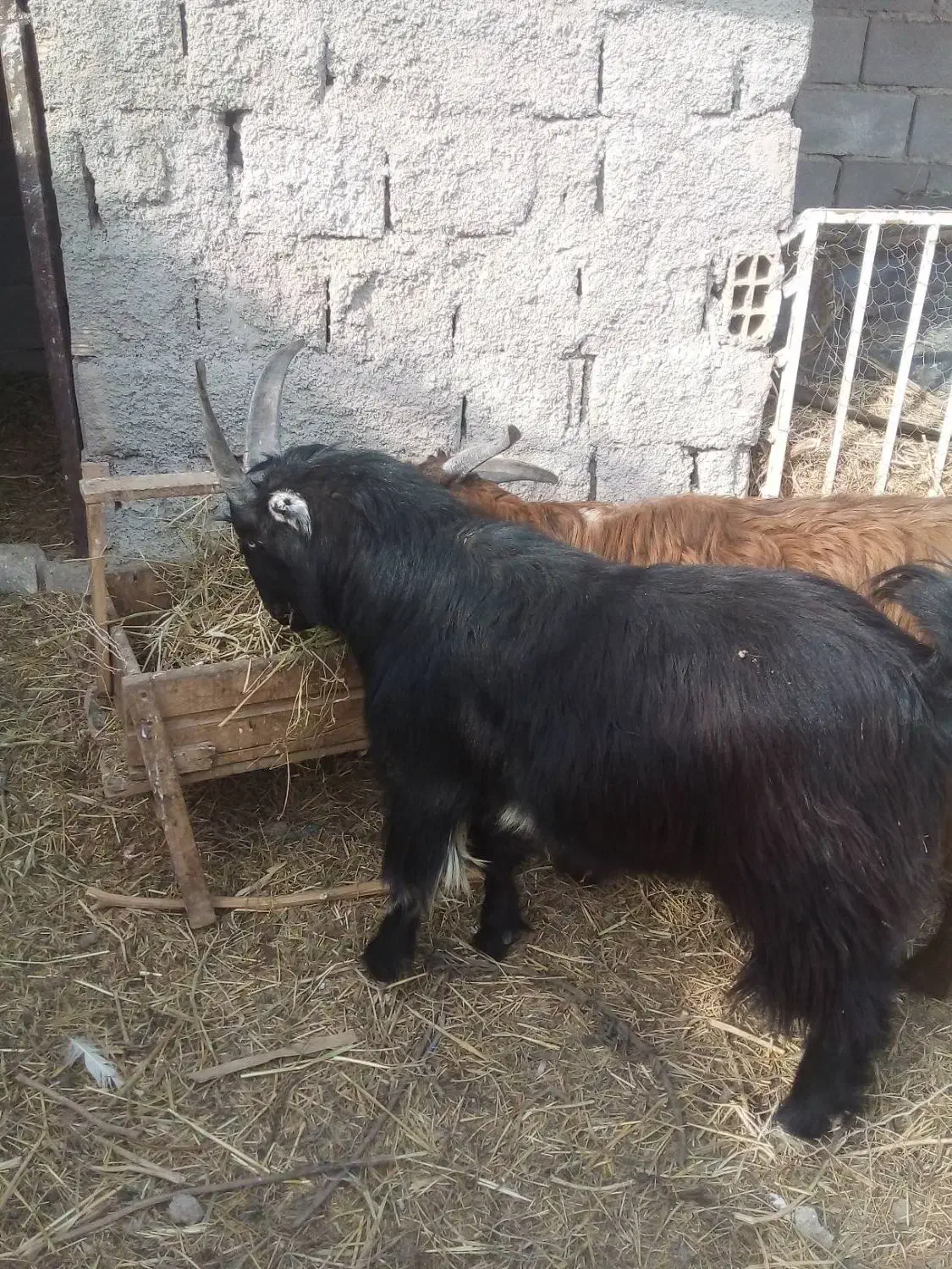 دو عدد نربز ۱۰ ماه مست|حیوانات مزرعه|قرچک, صالح آباد|دیوار