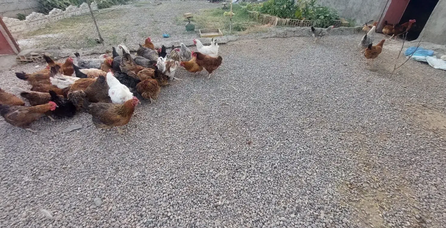 مرغ بومی|حیوانات مزرعه|تیکمه داش, |دیوار