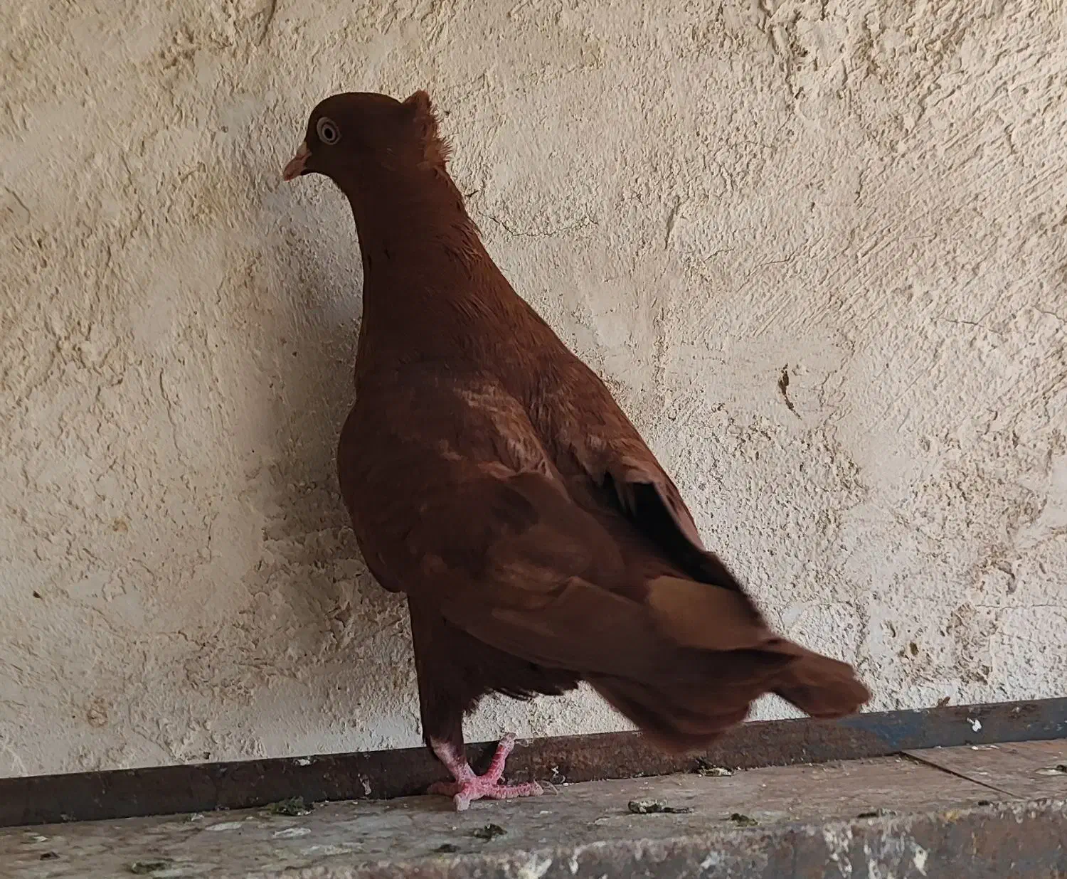 سرخ ماده|پرنده|اقبالیه, |دیوار