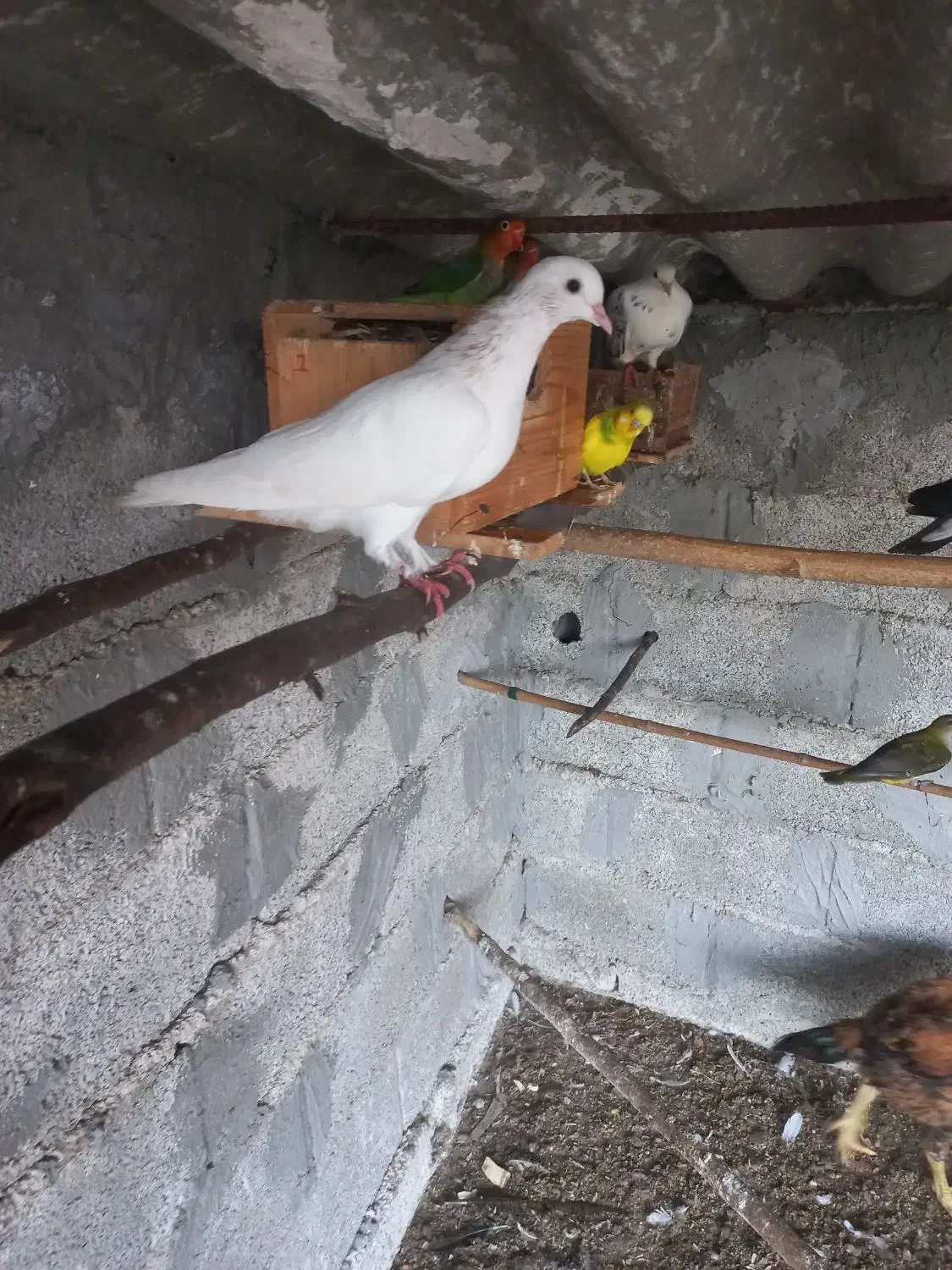 سه جفت جوجه کبوتر معاوضه با چیزی که به کارم بیاد|پرنده|خرم‌آباد (تنکابن), |دیوار