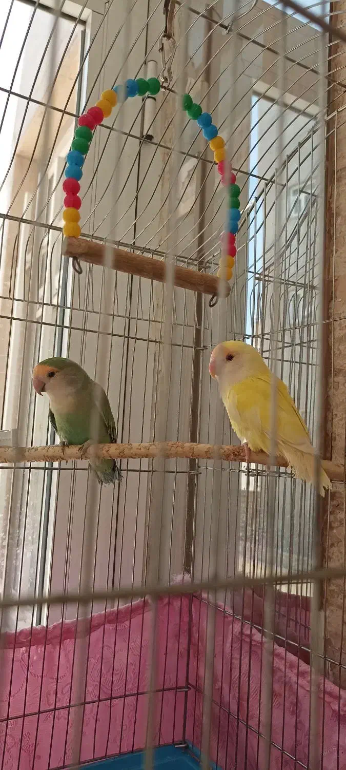 طوطی نروماده برزیلی سرحال|پرنده|اردبیل, |دیوار