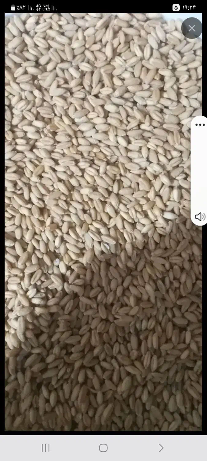 گندم دیم بذری بوجاری شده|گل و گیاه طبیعی|پیشخور, |دیوار