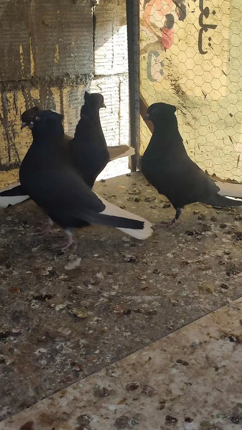 کفتر سیاه دم سفید|پرنده|برخوار, |دیوار