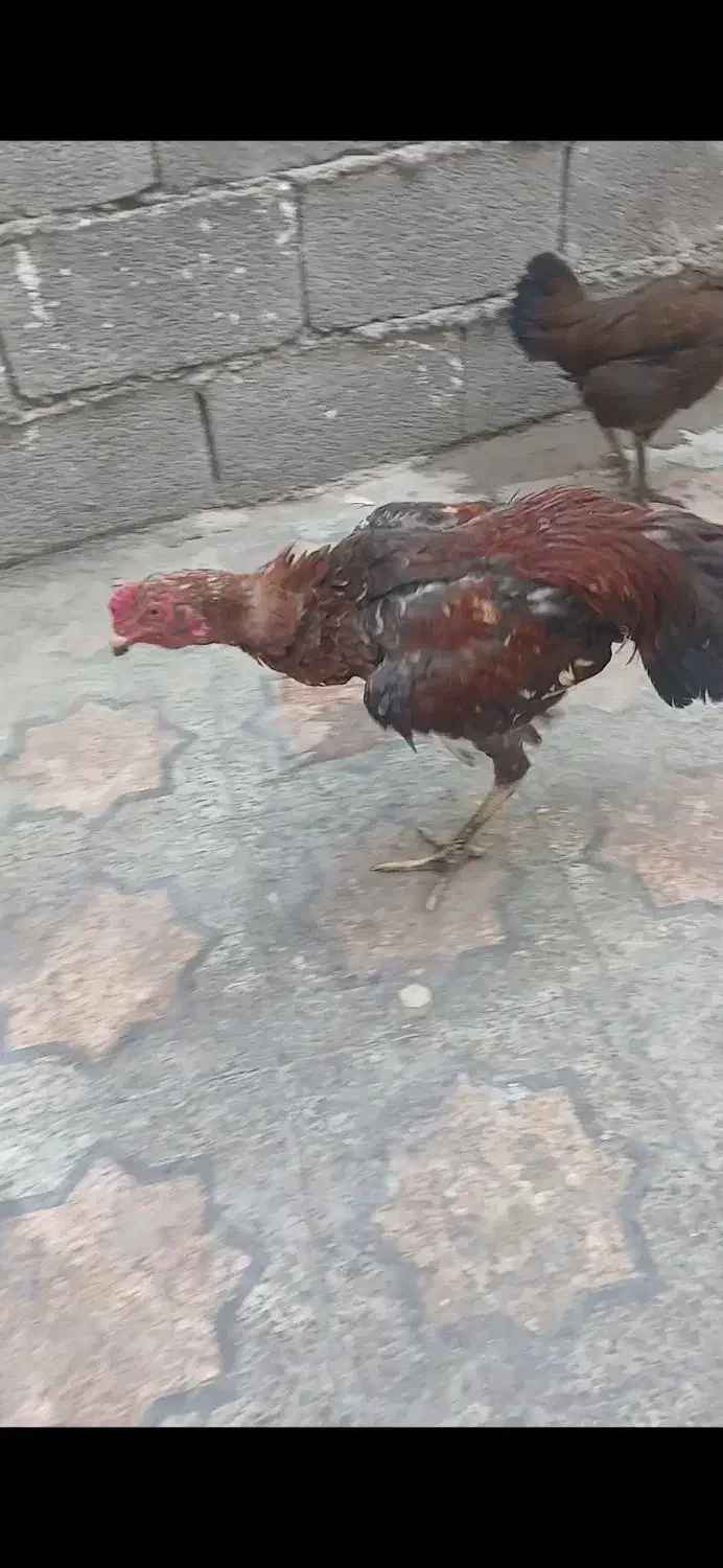 جوجه خروس مست|حیوانات مزرعه|بندرعباس, |دیوار