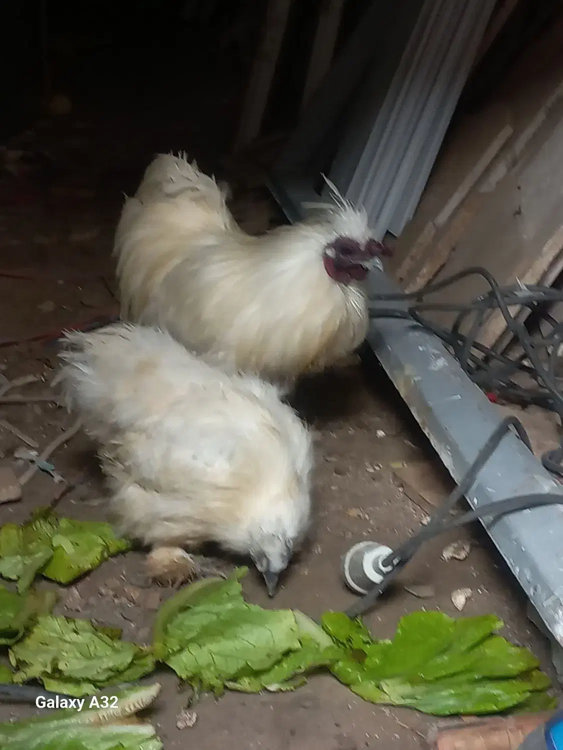 مرغ و خروس ابریشمی|حیوانات مزرعه|رشت, معلولین|دیوار