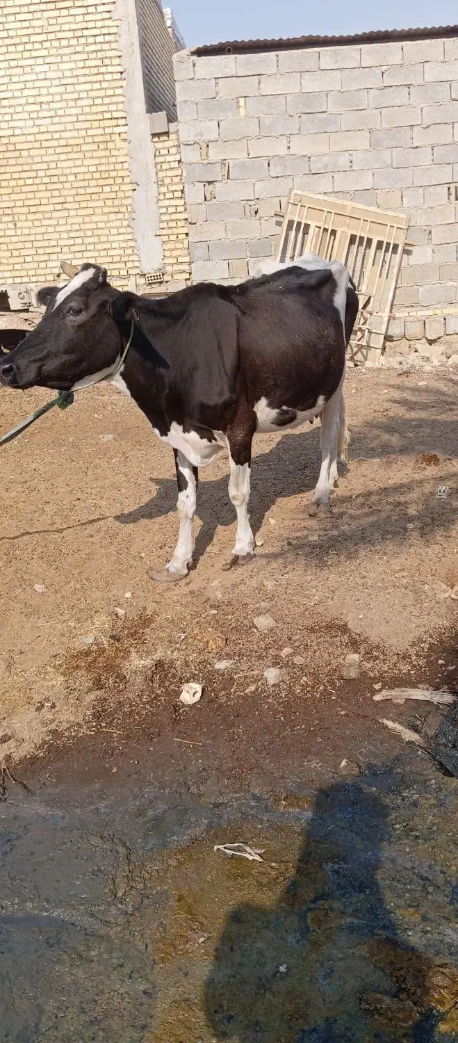 گاو با گوساله نر خارجی|حیوانات مزرعه|شادگان, |دیوار