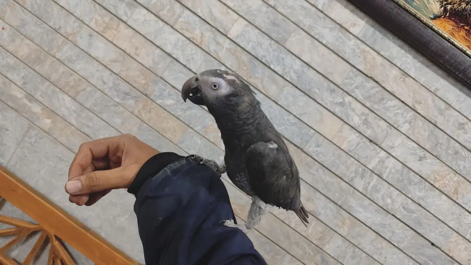 کاسکو دم شکلاتی سخنگو دستی و جوجه گرینچیک دونخور|پرنده|نجف‌آباد, الله اکبر|دیوار