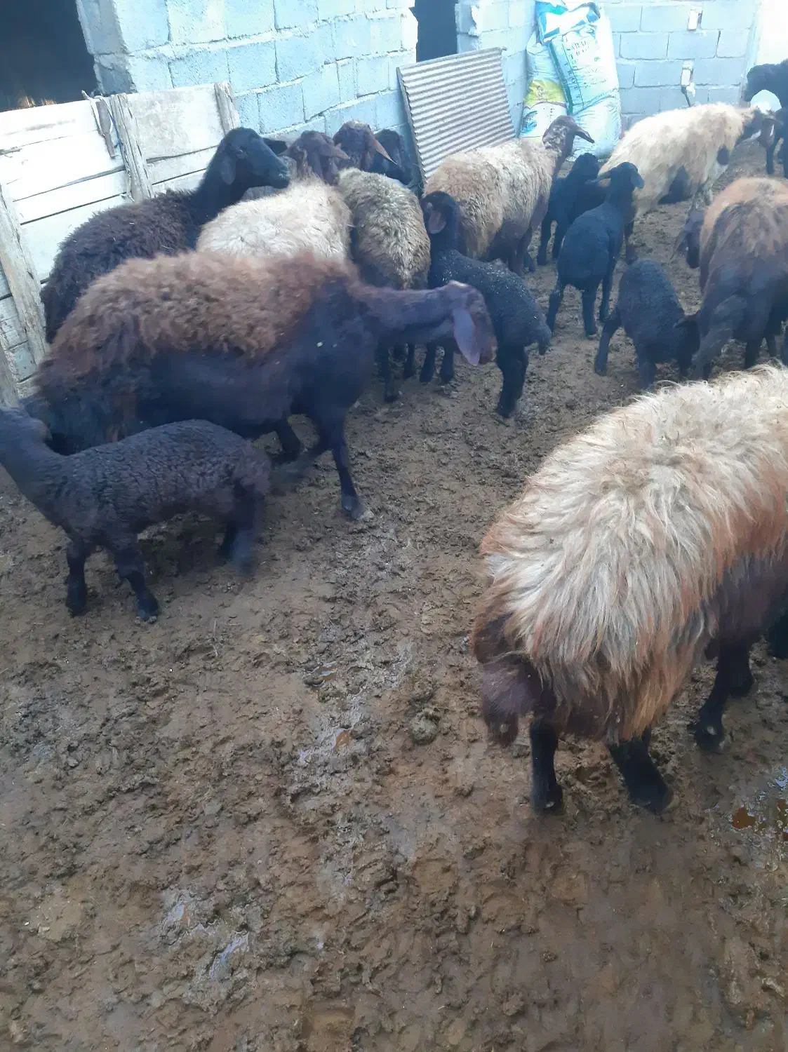 گوسفند بره دار|حیوانات مزرعه|ماهنشان, |دیوار