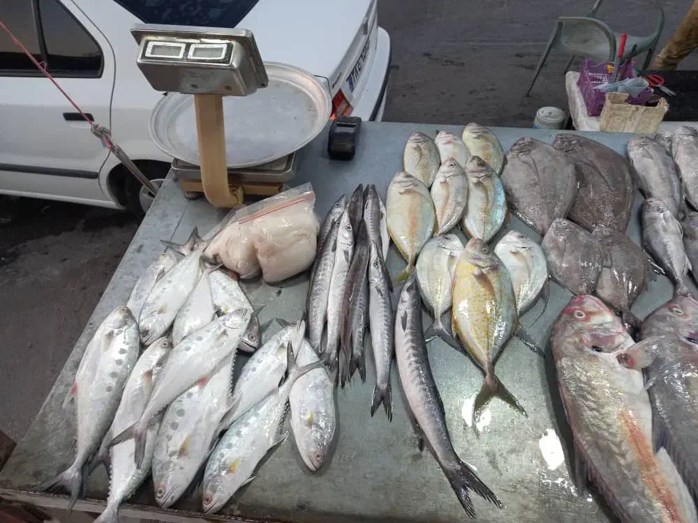 صید تازه ماهی|حراج|بندر گناوه, |دیوار