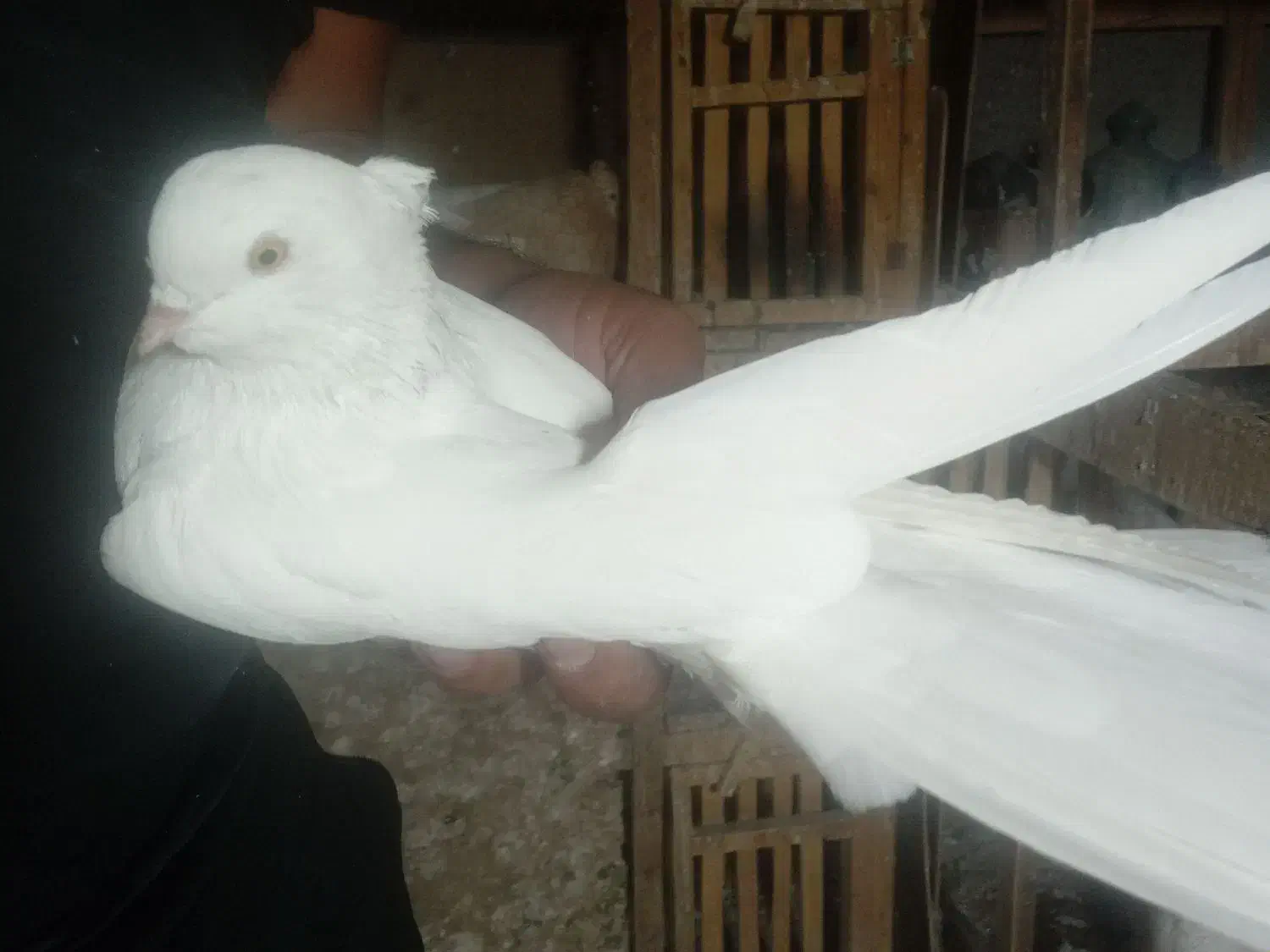 کفتر یا کبوتر|پرنده|ساوه, |دیوار