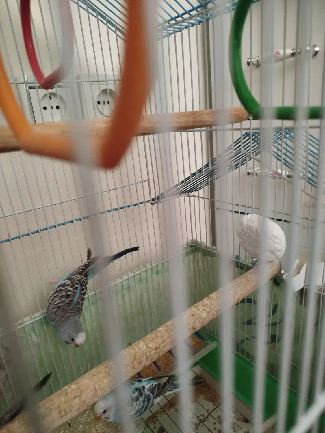 مرغ عشق|پرنده|ری, دولت‌آباد|دیوار