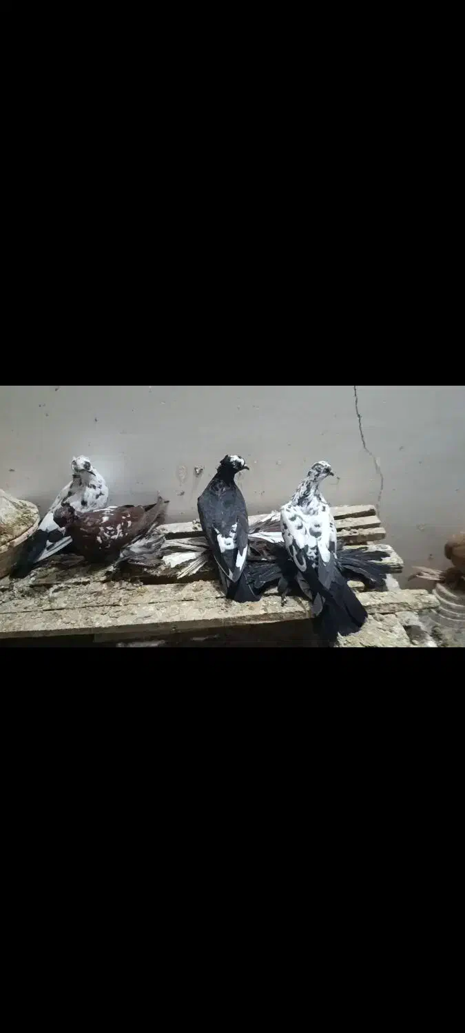 کبوتر رنگی|پرنده|بناب, |دیوار