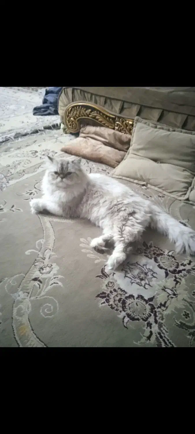 دو عدد گربه نر و ماده پرشین خشکل عروسک|گربه|تربتحیدریه, کلاته توکلی|دیوار