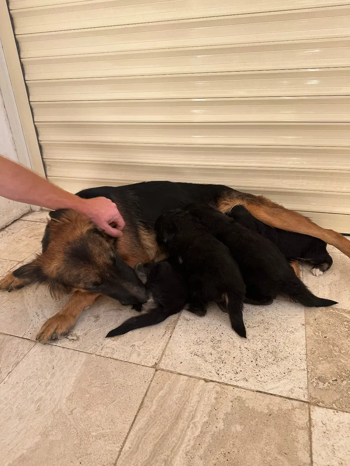 سگ ژرمن|سگ|رودهن, |دیوار