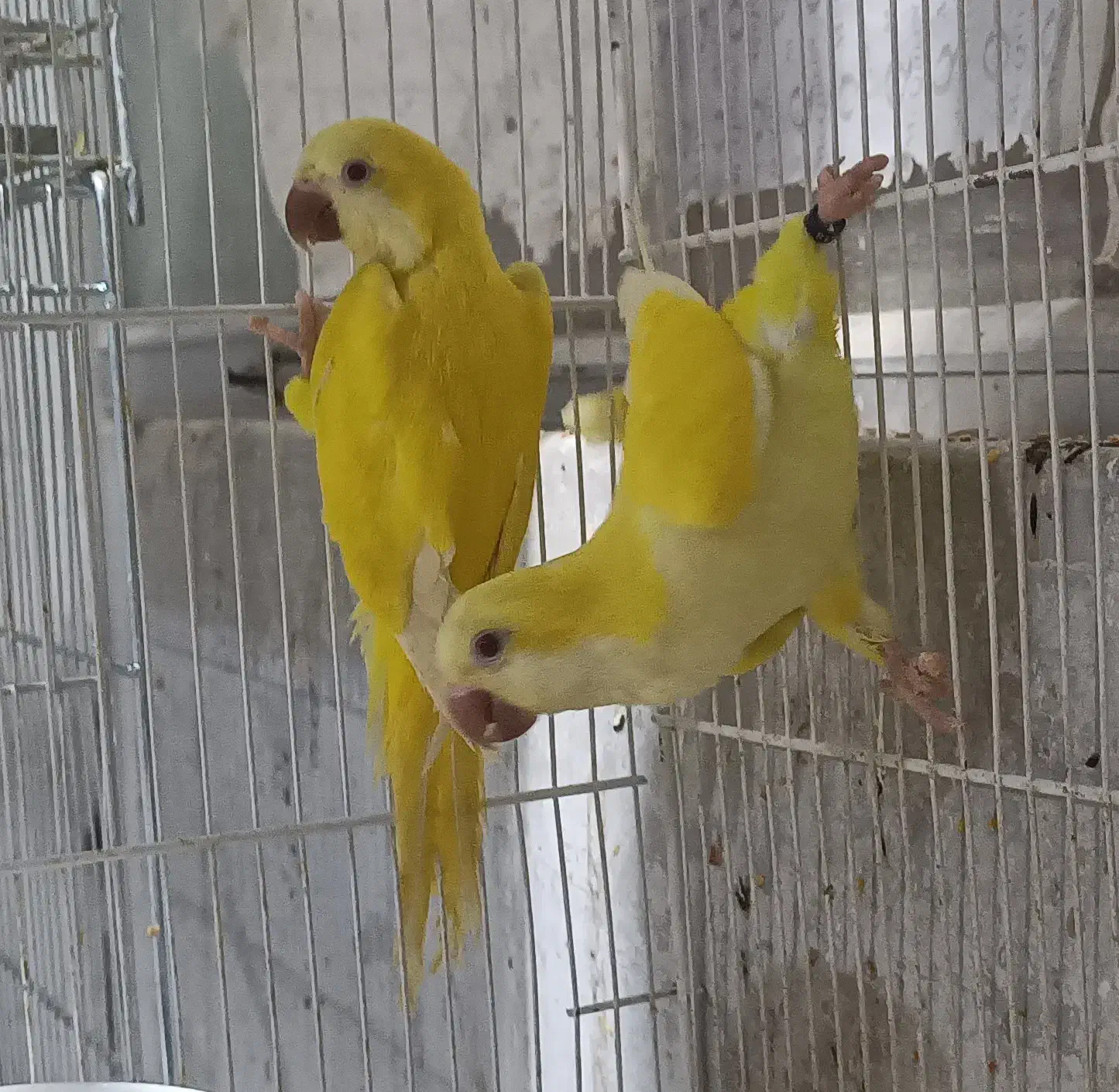 پرنده راهب|پرنده|مشهد, آزادشهر|دیوار