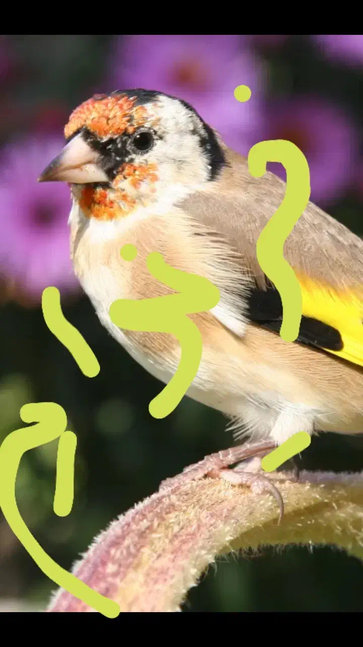 آگهی بخونید|پرنده|کرمانشاه, |دیوار