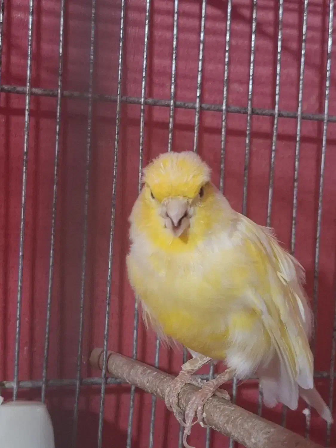 جفت قناری مولد|پرنده|بندر ماهشهر, |دیوار