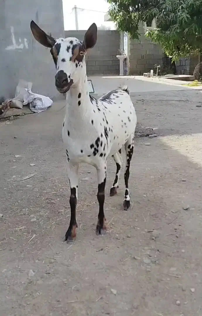 صلاله گلتوپی|حیوانات مزرعه|میناب, |دیوار