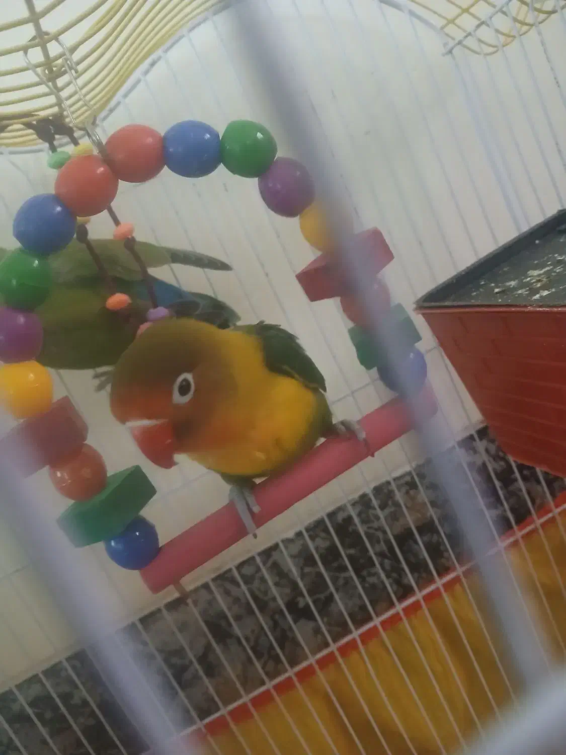 پرنده طوطی برزیلی  جفت|پرنده|سبزوار, پیروزی|دیوار