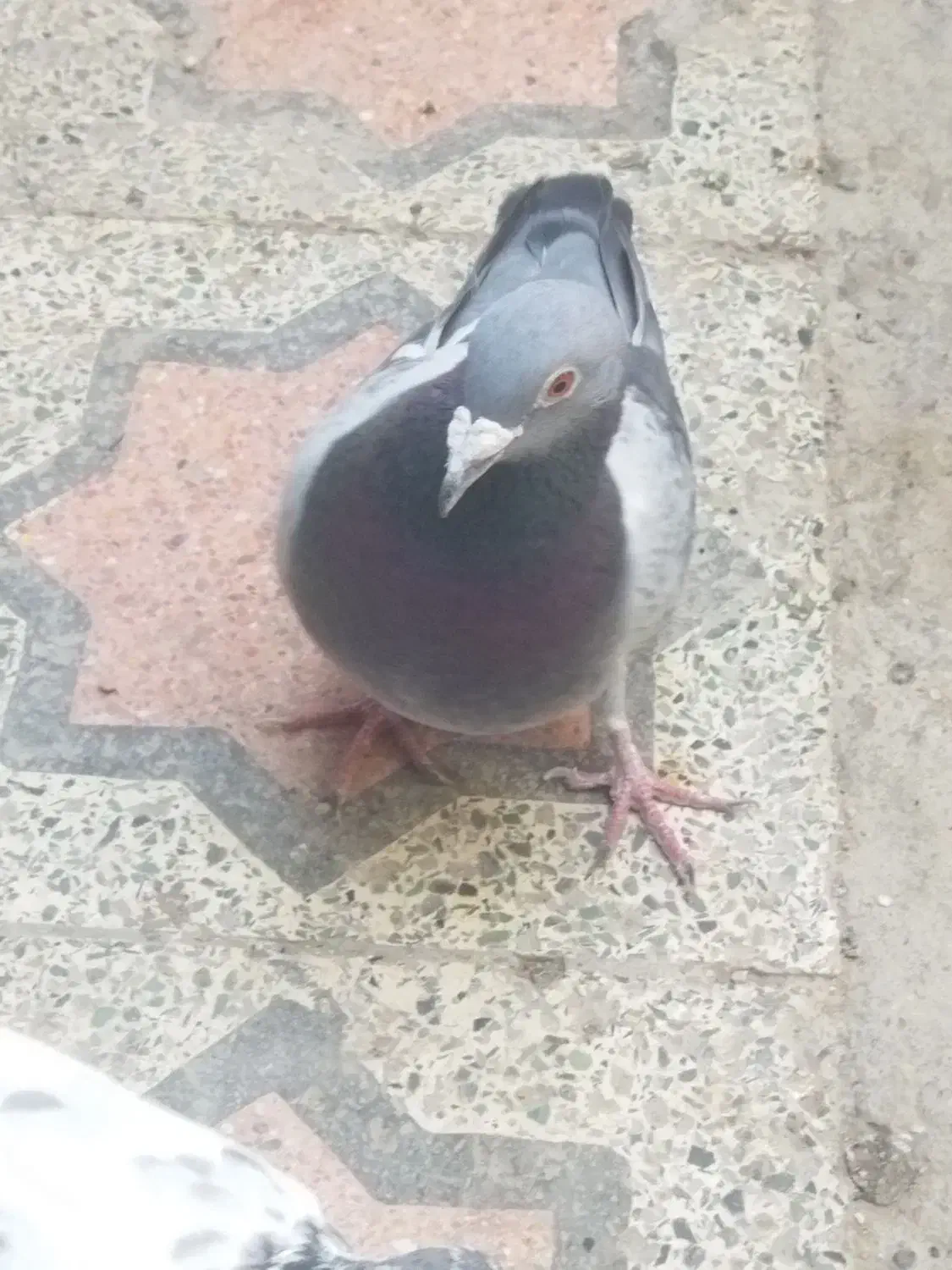 پلاکی ماده مست|پرنده|بندرعباس, |دیوار