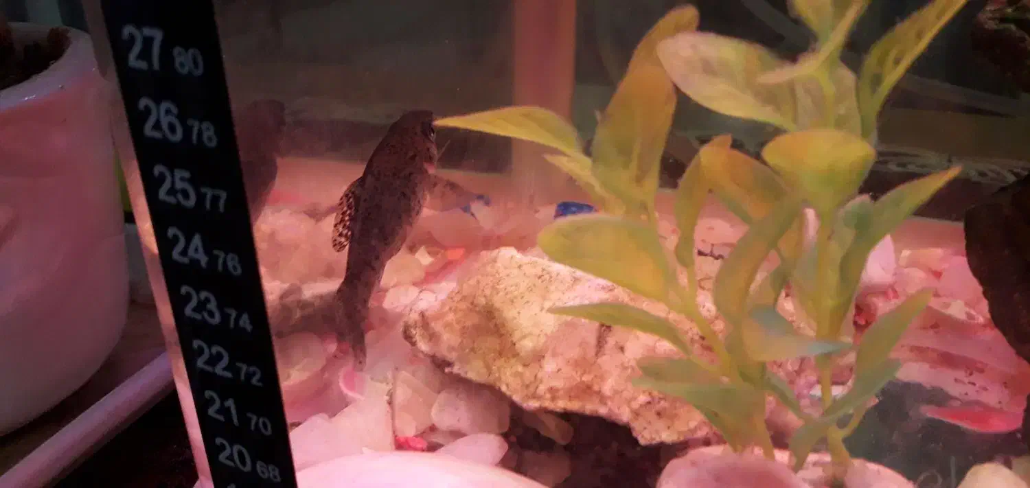 ماهی گوپی|ماهی|تهران, وحیدیه|دیوار