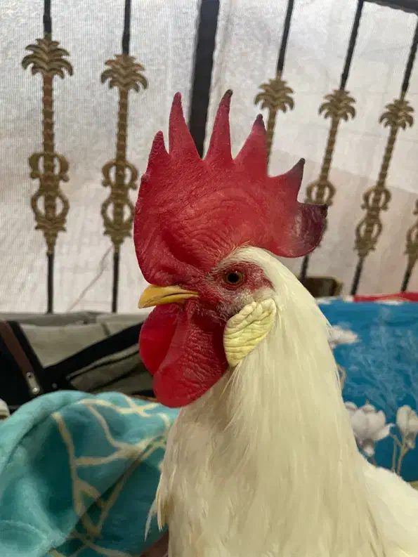 خروس|حیوانات مزرعه|تربتحیدریه, کاشانی|دیوار