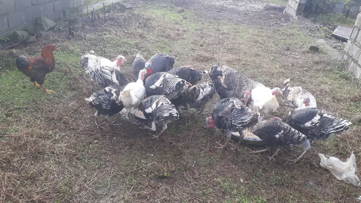 ۱۳ عدد بوقلمون یکجابه فروش میرسد هر کیلو|حیوانات مزرعه|پرهسر, |دیوار